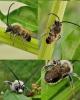 Eucera sp.
